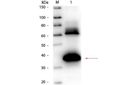 Western Blot: Uricase Antibody [HRP] [NB100-2022] - Lane 1: Uricase (Bacillus). Load: 50 ng per lane. Primary antibody: Goat anti-Uricase Antibody (Bacillus Species) Biotin Conjugated at 1:1,000 overnight at 4C. Secondary antibody: HRP streptavidin secondary antibody at 1:40,000 for 30 min at RT. Block: incubated with blocking buffer for 30 min at RT. Predicted/Observed size: 39 kDa, 39 kDa for Uricase.
